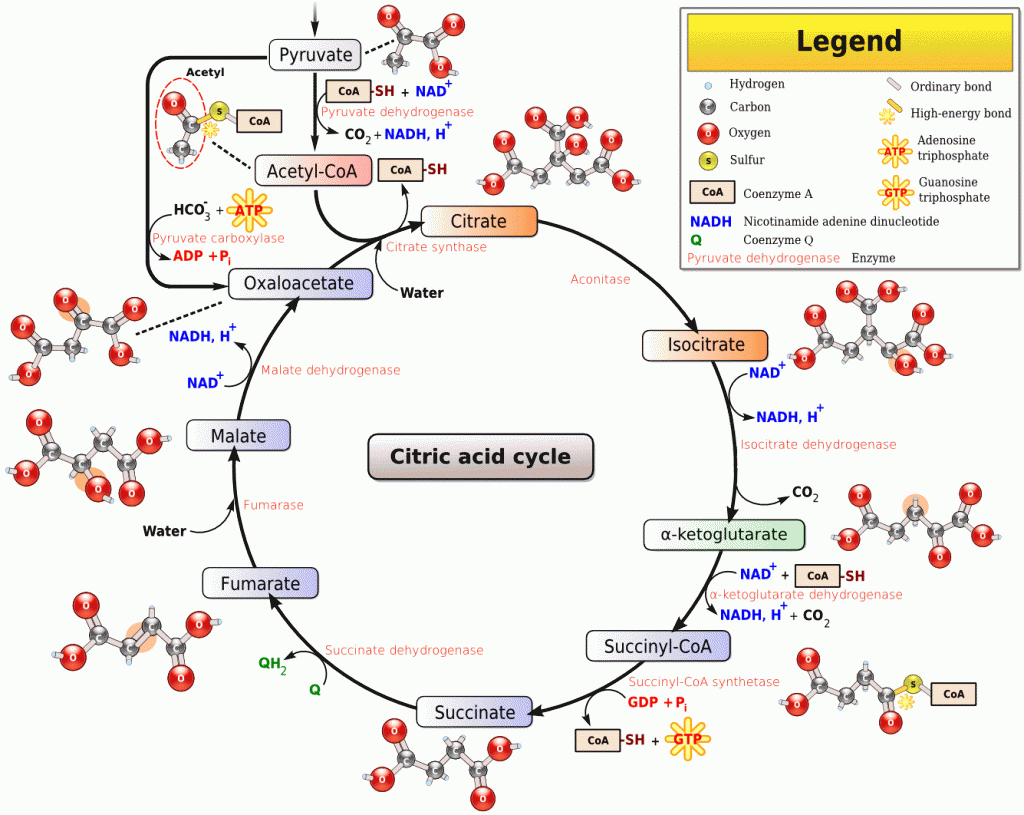 Citric_acid_cycle_noi