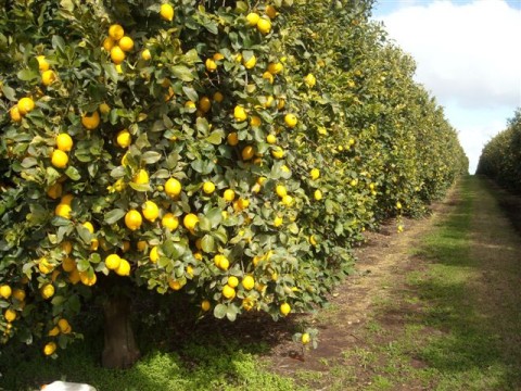 lemon orchard
