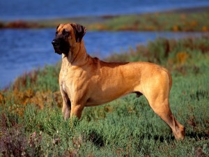 great-dane-01