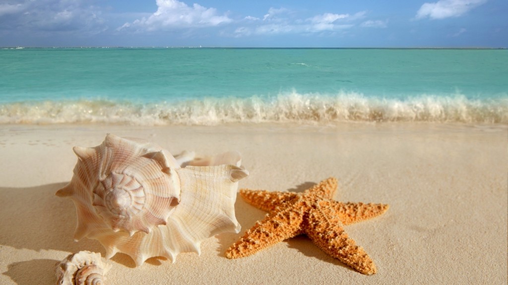 seashells-wallpaper-starfish-sea-ocean-waves-water-sand-beach