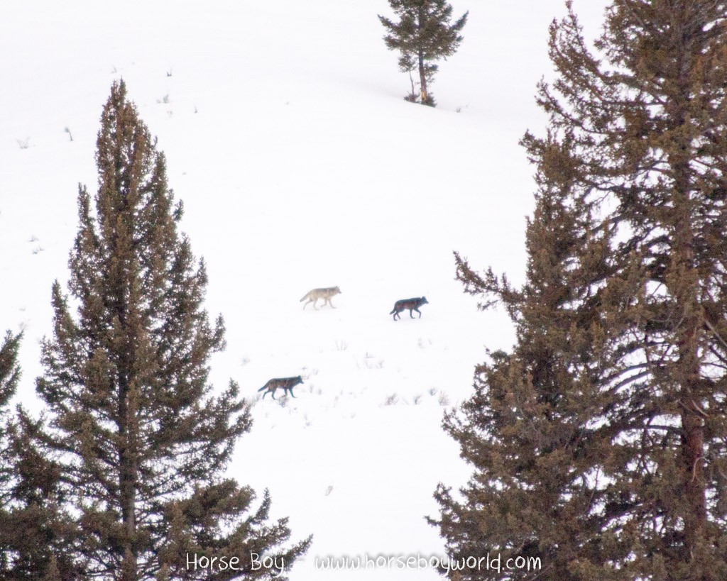 2015_02_14YellowStone3-tn-56