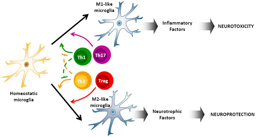 microglia