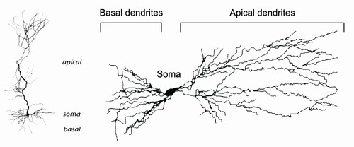 Apical-vs-basal-dendrites