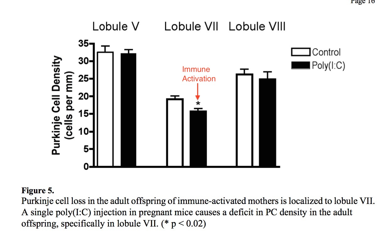 MIA Purkinje cell-poly-IC